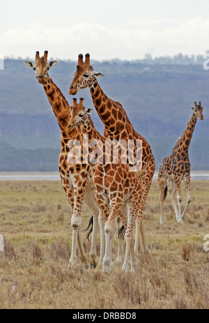 Giraffa Rothschild (Giraffa camelopardalis rothschildi), il lago Nakuru Foto Stock