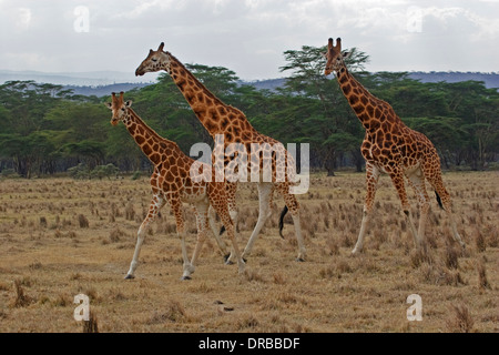 Giraffa Rothschild (Giraffa camelopardalis rothschildi), il lago Nakuru Foto Stock