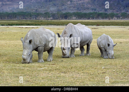 Adulti e bambini di rinoceronte bianco (Ceratotherium simum), il lago Nakuru Foto Stock