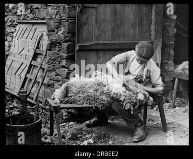 Ragazzo tranciatura di una pecora, presi intorno al 1906. Grasmere Cumbria, (quindi nella contea di Westmorland), Lake District, Inghilterra. Foto Stock