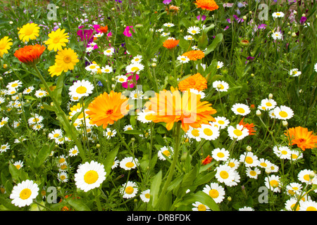 Misto fiori annuali (Anthemis, tagetes, Calendula), fioritura in un giardino confine. Powys, Galles. Luglio. Foto Stock