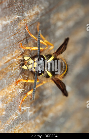 Norwegian Wasp (Dolicovespula norwegica) adulto lavoratore raccogliere la pasta di legno per la nidificazione di un giardino gate. Foto Stock