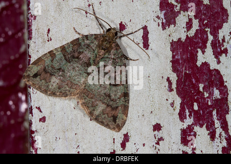 Luglio Highflyer tarma (Hydriomena furcata) adulto in appoggio sulle pareti scrostate. Powys, Galles. Luglio Foto Stock