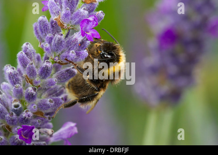 Voce maschile Buff-tailed Bumblebee (Bombus terrestris) sulla Lavanda in un giardino. Herefordshire, Inghilterra. Luglio. Foto Stock