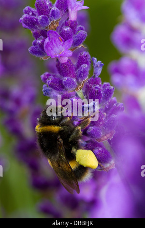 Buff-tailed Bumblebee (Bombus terrestris) lavoratore alimentazione su Lavanda in un giardino. Herefordshire, Inghilterra. Luglio. Foto Stock