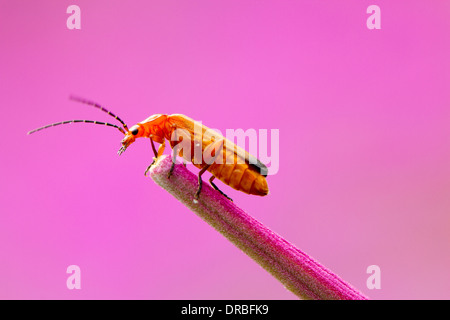 Soldato Beetle (Rhagonycha fulva) adulto tra Rosebay Willowherb. Powys, Galles. Foto Stock