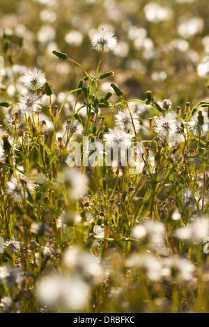 Groundsel comune (Senecio vulgaris) piante semina. Powys, Galles. Agosto. Foto Stock