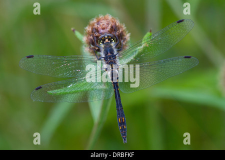 Nero Darter Dragonfly (Sympetrum danae) maschio adulto su un impianto di fiordaliso. Powys, Galles. Agosto. Foto Stock