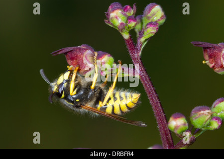 Tree Wasp (Dolicovespula sylvestris) adulto lavoratore alimentazione su un acqua (Figwort Scrophularia auriculata) fiore. Foto Stock