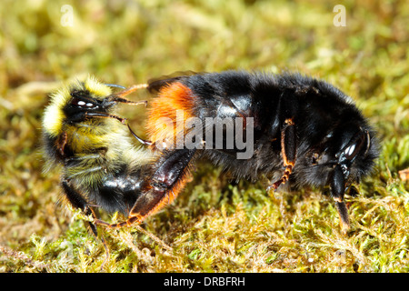 Red-tailed bombi (Bombus lapidarius) coppia coniugata. Powys, Galles. Agosto. Foto Stock