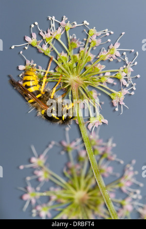 Tree Wasp (Dolicovespula sylvestris) adulto lavoratore sono ' appollaiati sotto una Wild Angelica (Angelica sylvestris) fiore. Foto Stock