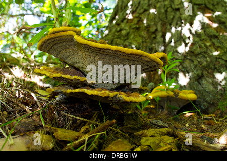 Dyer's Mazegill funghi (Phaeolus schweinitzii) corpi fruttiferi sotto un albero di abete rosso. Powys, Galles. Agosto. Foto Stock