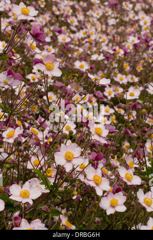 Anemone giapponese (Anemone x hybrida) 'settembre fascino' fioritura in un giardino. Carmarthenshire, Galles. Settembre. Foto Stock