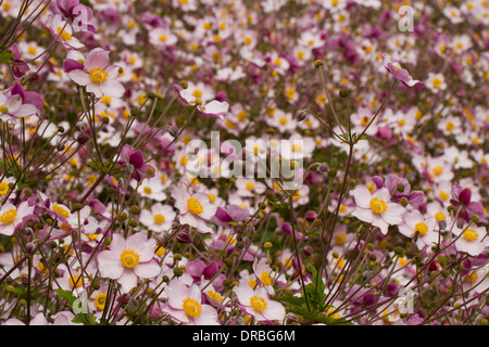 Anemone giapponese (Anemone x hybrida) 'settembre fascino' fioritura in un giardino. Carmarthenshire, Galles. Settembre. Foto Stock