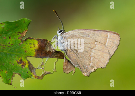 Viola Hairstreak butterfly (Quercusia quercus) adulto in appoggio su una foglia di quercia in bosco. Powys, Galles. Settembre. Foto Stock