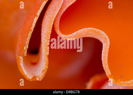 Close-up di scorza d'Arancia fungo (Aleuria aurantia). Powys, Galles. Ottobre. Foto Stock