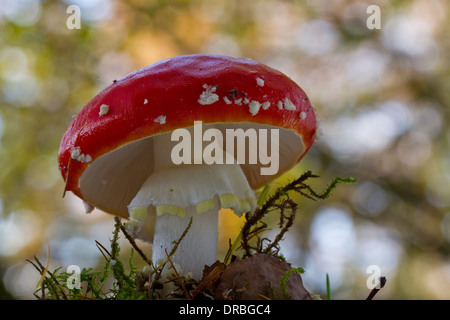 Fly Agaric (fungo amanita muscaria) corpo fruttifero nel bosco. Powys, Galles. Novembre. Foto Stock