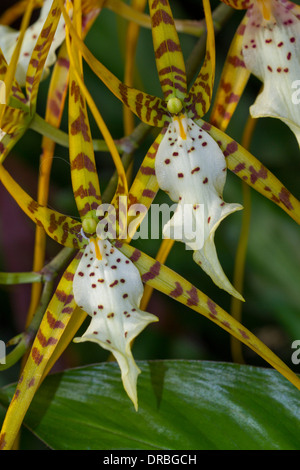 Fiori di un ragno epiphytic orchidea (Brassia sp.) 'Capotribù'. Foto Stock