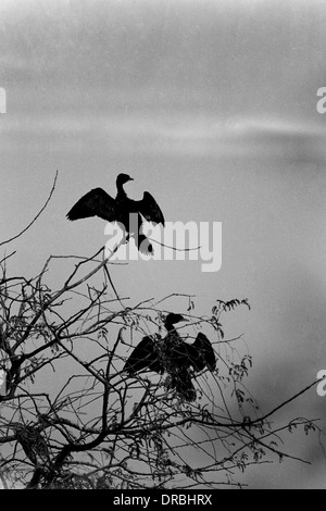 Due Cormorani che si asciugano le ali, Keoladeo Bird Sanctuary, Bharatpur Rajasthan, India, 1982 Foto Stock