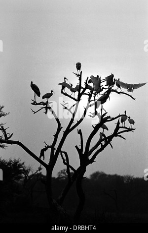 Gli uccelli in appoggio sulla struttura ad albero al tramonto, Keoladeo Bird Sanctuary, Bharatpur Rajasthan, India, 1982 Foto Stock