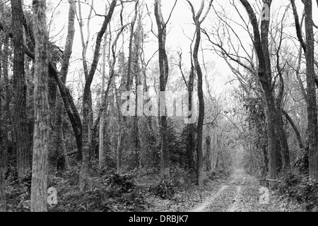 Strada sterrata attraverso il bosco in Dudhwa Parco Nazionale di Uttar Pradesh India Asia 1990 Foto Stock