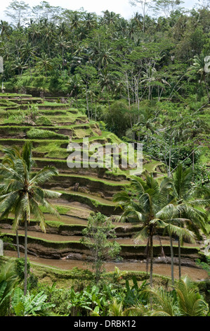 Campi terrazzati in Tegallalang, Bali, Indonesia Foto Stock