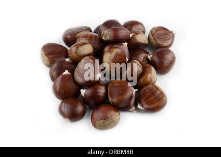 Le castagne isolati su sfondo bianco Foto Stock