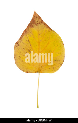 Vista ravvicinata di un Giallo autunno foglia Catalpa isolati su sfondo bianco. Foto Stock