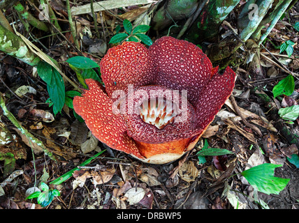 Rafflesia gigante. Il fiore più grande del mondo. Volare su un fiore per la scala. Canon 5D Mk II. Foto Stock