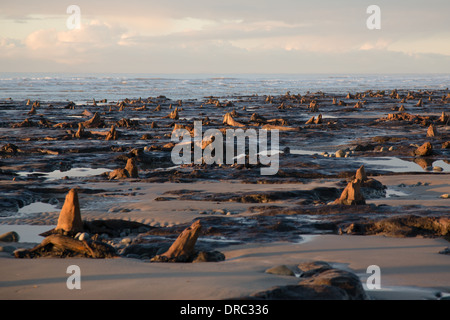 Sumberged, pietrificato antica foresta sulla spiaggia di Borth, Ceredigion, ulteriormente rivelato dalle tempeste di gennaio del 2014. Foto Stock