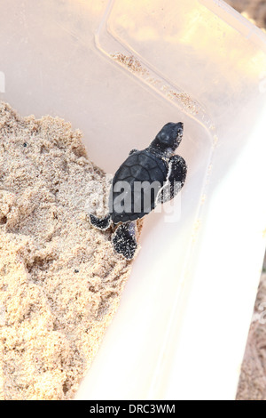 Un bambino tartaruga verde salvato da un nido in una scatola di plastica in attesa di rilascio in mare Foto Stock