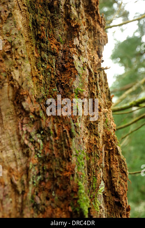 Trunk Wellingtonia / corteccia, Sequoiadendron giganteum Foto Stock