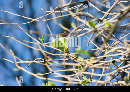 Nuove gemme sul caprifoglio Foto Stock