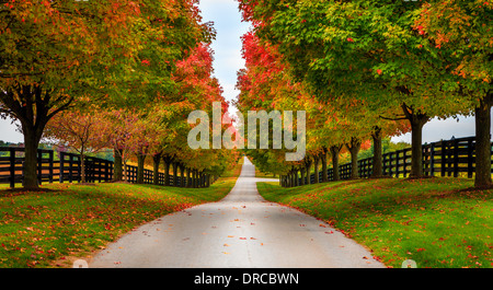 Strada tra allevamenti di cavalli nelle zone rurali del Kentucky Foto Stock