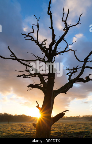 Sunrise dietro albero morto Boothsmere, Knutsford, Cheshire Foto Stock