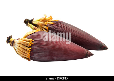 Banana Flower infiorescenza ritagliata nello sfondo bianco Foto Stock