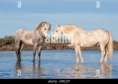 Camargue Cavalli Stalloni combattimenti nell'acqua, Bouches du Rhône, Francia Foto Stock