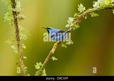 Shining Honeycreeper Foto Stock