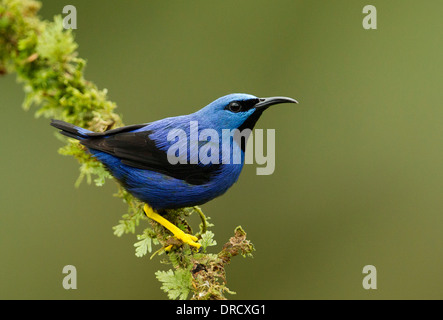 Shining Honeycreeper sul pesce persico Foto Stock