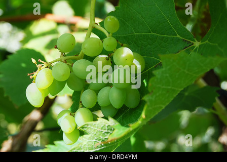 Sun maturazioni delle uve con foglie di colore verde Foto Stock