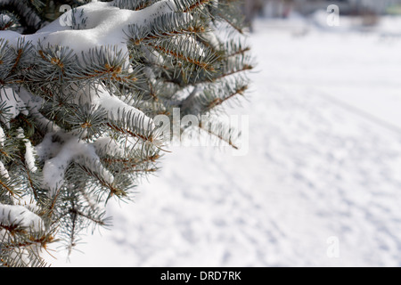 In inverno la neve su un albero di pino con snow-laden rami a strapiombo di una nuova caduta di neve bianca sul terreno con copyspace Foto Stock