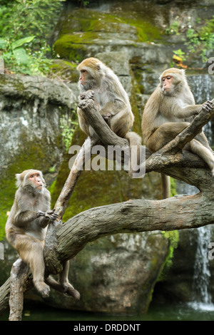 Gruppo di roccia Formosan macachi (o Formosan rock scimmie o macachi Taiwanese) seduti ad un albero Foto Stock