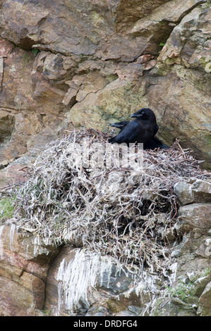 Coppia di giovani Ravens presso il nes Foto Stock