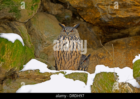 Grande o nord del gufo reale (Bubo bubo) nesting in una cava di pietre. in background è possibile vedere un campione su il nido Foto Stock