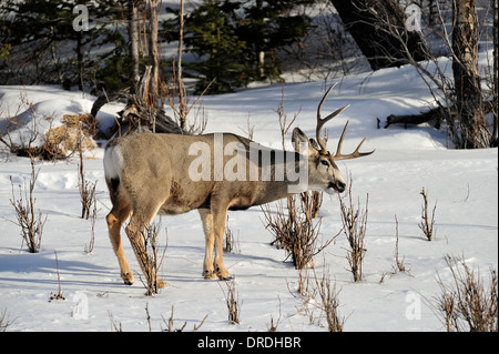 Un maschio maturo mule deer, alimentazione su alcuni willow alberelli Foto Stock