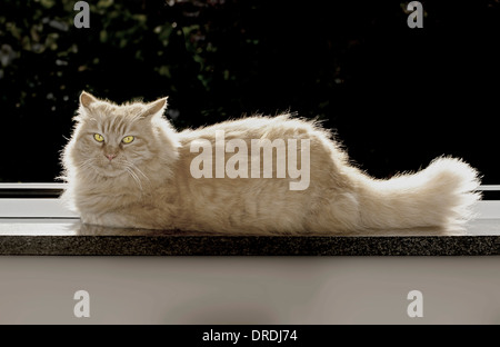 Capelli lunghi Rosso tabby cat foresta siberiana cat, ritratto virato in seppia di colori Foto Stock