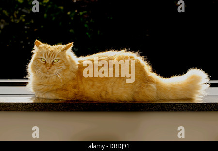 La retroilluminazione di un pelo lungo Rosso tabby cat (felis catus) foresta siberiana cat con alone brillante, Ritratto Foto Stock