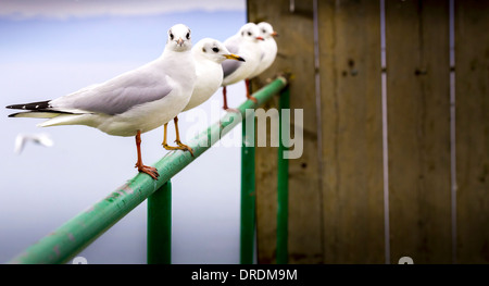 Ohrid Macedonia città di notte Foto Stock