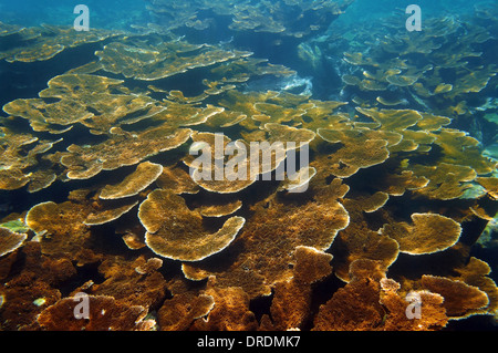 Fondale marino con sani Elkhorn Coral reef colonia, Mar dei Caraibi, isole di Bay, Roatan, Honduras Foto Stock