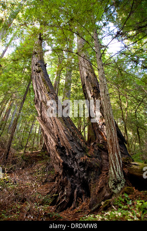 Albero di Sequoia Forest in Mendocino County, California Foto Stock